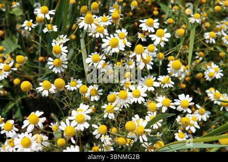 Echte Kamillenblüten Stockfoto