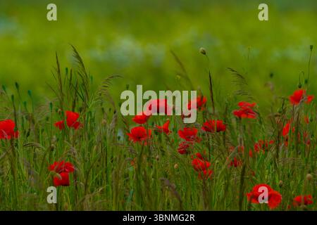 Viele blühende Mohnblumen zwischen wildem Gras Stockfoto