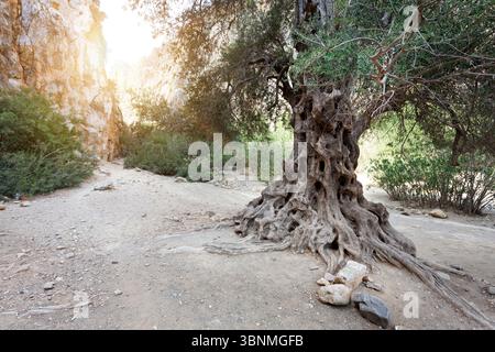 Olivenbaum in der Agiofarango-Schlucht, Kreta, Griechenland Stockfoto
