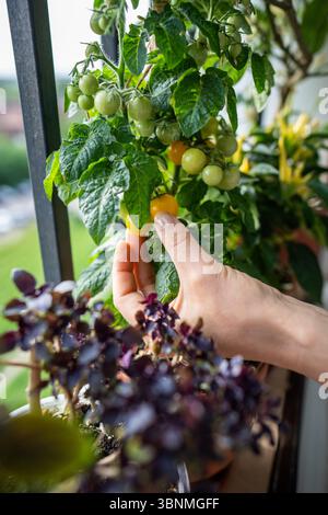 Nahaufnahme einer Frau, die die Ernte von einheimischen gelben Tomatenkirschpflanzen in Töpfen auf dem Balkon pflückt Stockfoto