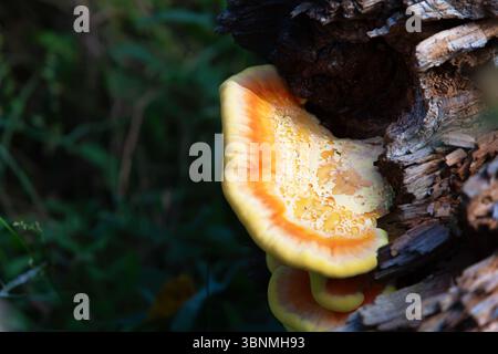 Gelbpilzzzünder seita polypore Stockfoto
