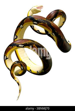 3D Darstellung einer retikulierten Python oder Python reticulatus, einer in Südostasien gefundenen Pythonart Stockfoto