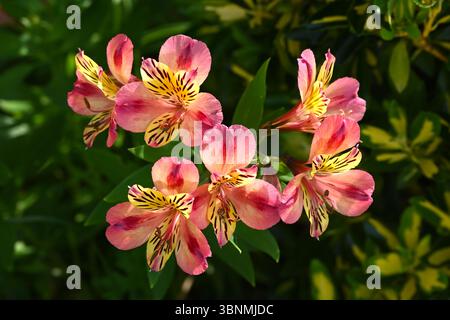 Rosa, Gelb und Orange Blumen der peruanischen Lilie, Alstroemeria 'Cahors' (Planet Series) UK Garten Juni Stockfoto