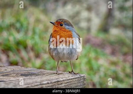 Ein sehr nahes, detailliertes Porträt eines tapferen kleinen Robin Redbreast, der auf einer Parkbank steht, in die Kamera blickt und im Spätwinter um Schrott bettelt. Stockfoto