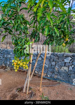 Mangobaum Stockfoto