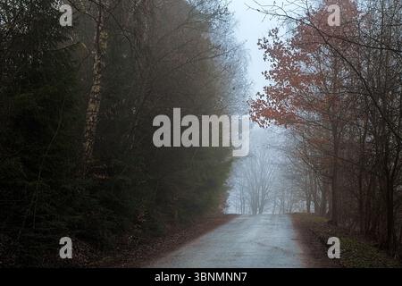 Nebelige Straße schlängelt sich durch einen ruhigen, nebelbedeckten Wald Stockfoto