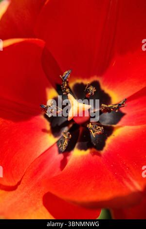 Detaillierte Makroaufnahme einer offenen roten Tulpe, die ihre dunklen Stamen enthüllt, fotografiert an einem sonnigen Frühlingstag im April Stockfoto