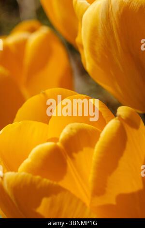 Nahaufnahme lebendiger, gelber Tulpen, die im April im warmen Sonnenlicht in einem niederländischen Garten in den Niederlanden aufgenommen wurden Stockfoto