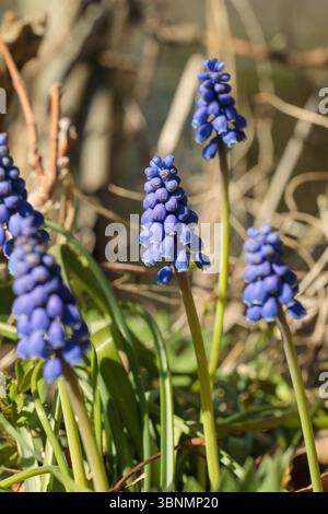 Eine Gruppe von blauen Traubenhyazinthen (Muscari), die in frischem Gras wachsen, fotografiert im April in Südholland, Niederlande Stockfoto