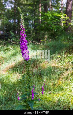 Blühender roter Fuchshandschuh im Wald, Digitalis purpurea Stockfoto