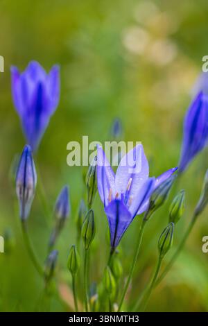 Zierlilie 'Nordstern' (Agapanthus), Nahaufnahme Stockfoto