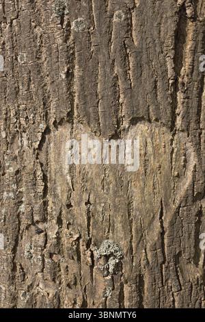Geschnitzte Herz im Baumstamm Stockfoto
