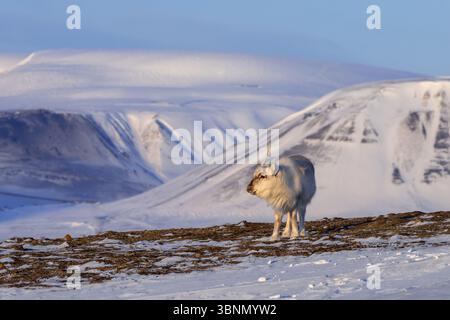 Svalbard-Rentier (Rangifer tarandus platyrhynchus), erwachsen im Winter, indem sie Geweihe auf schneebedeckter Tundra im Frühjahr auf Spitzbergen, Norwegen, gießen Stockfoto