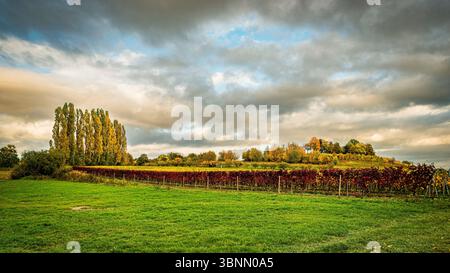Weinberge auf der Bubenhäuser Höhe, bei Rauenthal im Rheingau, mystische Lichtatmosphäre im goldenen Oktober Stockfoto