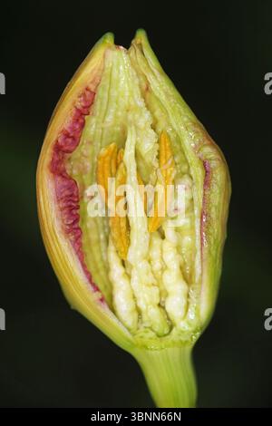 Aufgeschnittene Knospen der Tigertaglilie (Hemerocallis fulva) mit Larven der Gallmühle Hemerocallis (Contarinia quinquenotata) Stockfoto