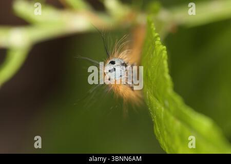 Raupe der gemeinen Lakaienmotte (Malacosoma neustria), Kopf mit den beiden schwarzen Augentöpfen Stockfoto