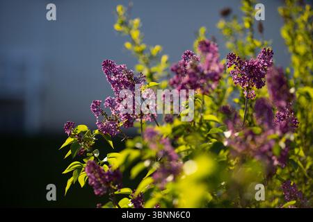 Flieder in Purpur im Sonnenlicht Stockfoto