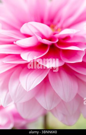 Rosa Dahlienblume, Nahaufnahme Stockfoto