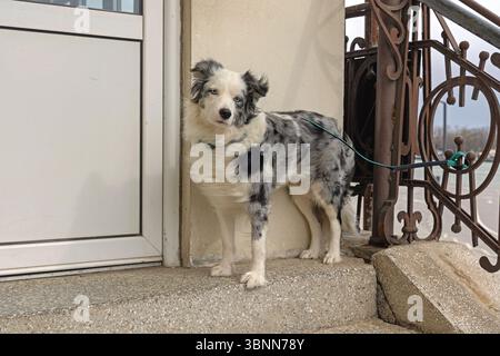 Britische Rasse Hütung Hund Haustier Border Collie mit blauen Augen an der Leine Stockfoto