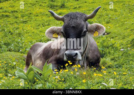 Kuh auf der Alm, graue Rinderrasse, Sommer Stockfoto