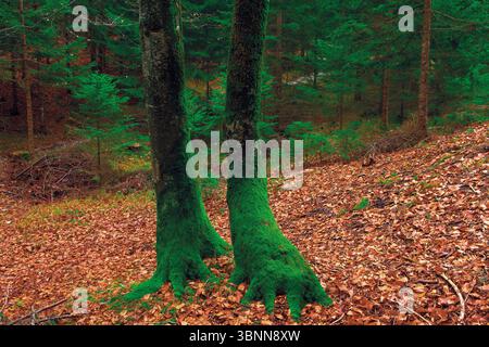 Waldboden mit Buchenblättern, moosigen Buchenbäumen Stockfoto