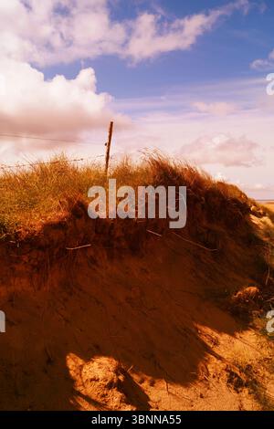 Mit Gras bewachsene Dünen und Zaun in der gelben Sonne Stockfoto