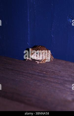 Eine Kröte in der Ecke an einer blauen Wand, Frosch, Holzboden, Bufonidae Stockfoto