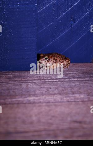Eine Kröte in der Ecke an einer blauen Wand, Frosch, Holzboden, Bufonidae Stockfoto
