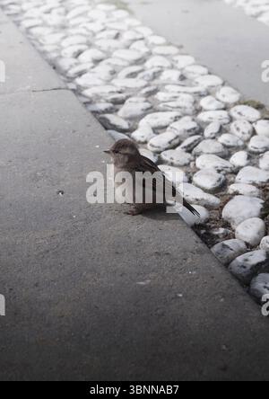 Ein kleiner Spatzen sitzt auf dem Boden, voll aufgefüllt Stockfoto