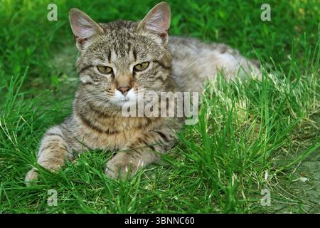 Pixie Bob liegt auf dem Gras. Stockfoto