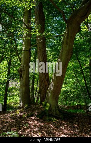 Sonnenlicht fällt durch das dichte Baldachin im Darßwald bei Prerow, Mecklenburg-Vorpommern Stockfoto