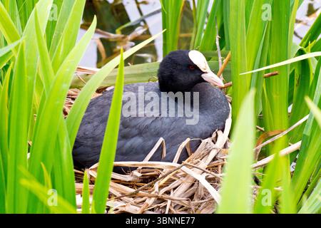 Coot oder Eurasian Coot (Fulica atra), Nahaufnahme eines erwachsenen Vogels, der auf seinem Nest am Rande eines öffentlichen Teichs sitzt. Stockfoto