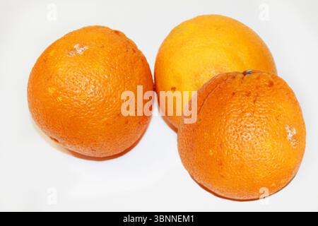 Schimmelige Orangenfrucht isoliert auf weißem Hintergrund. Verrottetes Orange. Stockfoto