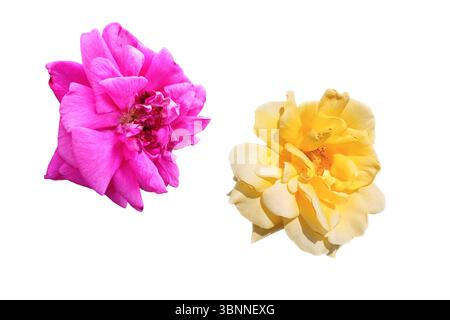 Gelber und rosafarbener Rosenknopf für deine Designs. Rosa Sunsprite auf weißem Hintergrund. Stockfoto