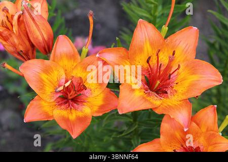 Leuchtend orange Lilienblüten. Schöne Blumen mit Orangenblättern. Stockfoto