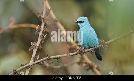 Verditer Fliegenfänger (Eumyias thalassinus), schöner Vogel von Bhutan Stockfoto