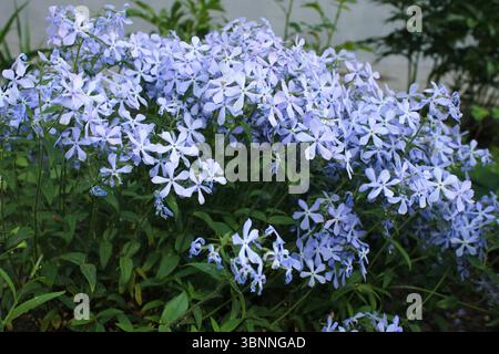 Wildes blaues Phlox Phlox Phlox Divaricate. Genannt Woodland Phlox und Wild Sweet William auch. Stockfoto