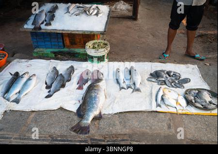 Fischvielfalt Auf Dem Markt In Kochi Indien, Verkaufsstand Mit Frisch Gefangenen Meeresfrüchten, Fischindustrie Am Arabischen Meer Stockfoto