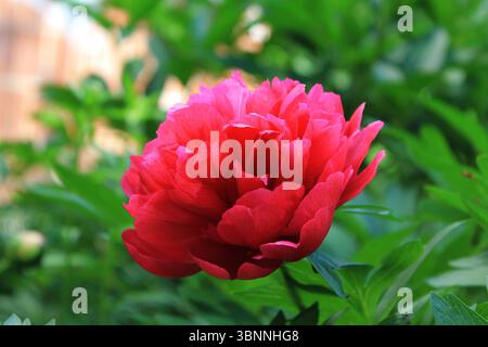 Rote Pfingstrose albiflora x Paeonia officinalis 'Roter Charme' im Garten. Stockfoto