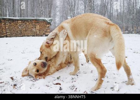 Hunde spielen im Winter im Schnee. Stockfoto