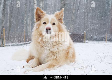 Ein Mischhund (Samoyed / Rottweiler / Deutscher Schäferhund) liegt im Schnee, da mehr Schnee fällt. Stockfoto