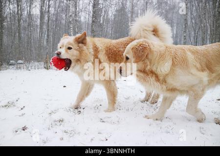 Hunde spielen im Winter im Schnee. Stockfoto