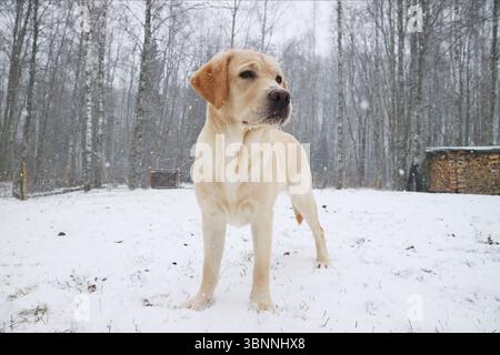 Ein junger Labrador-Retriever, der im Hof steht, wenn Schnee fällt. Stockfoto