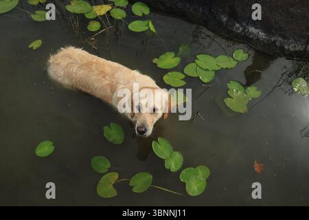 Goldener Retriever im Juusjärvi-See in Kirkkonummi, Finnland, umgeben von gelben Seerosen. Stockfoto