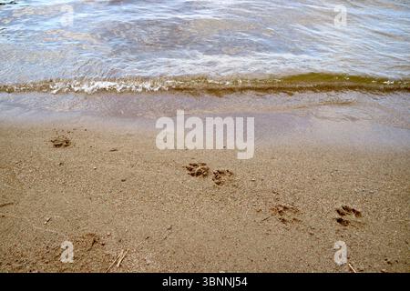 Ein Hund ist hier gelaufen. Stockfoto