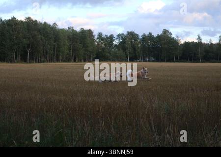 Zwei Hunde spielen im Herbst auf einem Schnittfeld. Stockfoto