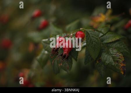 Eine Nahaufnahme der roten Rosenhüften nach Regen. Stockfoto