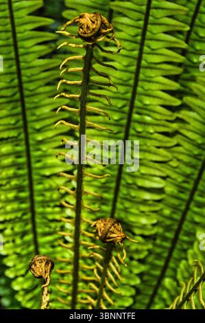 Junge, sich entfaltende Fronden des Kronfarns (Lomaria discolor oder Blechnum discolor), mit Bokeh Hintergrund von Reifen Fronden. Endemisch in Neuseeland. Stockfoto