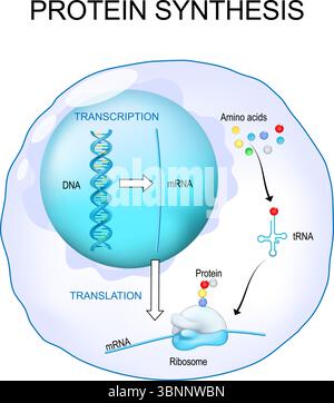 Proteinsynthese im Ribosom. Transkription und Translation der DNA. Die mRNA-dekodierenden Ribosomen. Detailliertes Vektorposter Stock Vektor