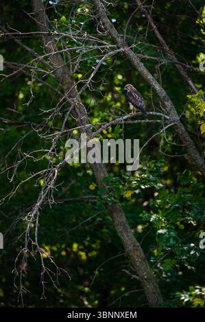 Junger Rotschwanzfalke (Buteo jamaicensis) in Profil hoch oben auf Barsch in Branches - Wildvogel Stockfoto